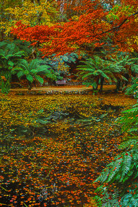 Autumn Thoughts