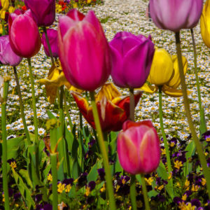Color Symphony