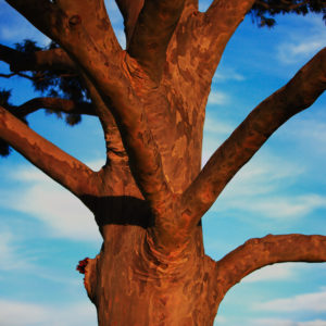 Drawing with Nature's Light