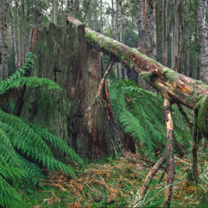 Fallen Giant