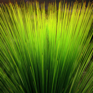 Grass Tree