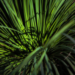 Green Compass