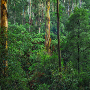 Lords of the Forest
