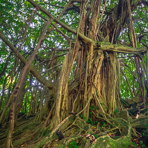 Hawaiian Figtree