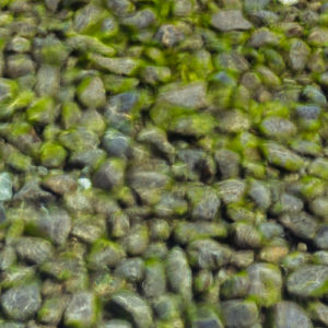 Living Rocks
