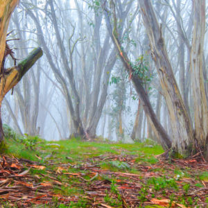 Misty Gums