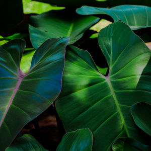 Green Velvet
